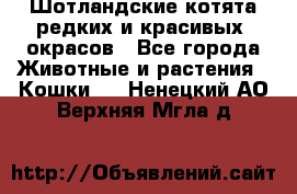 Шотландские котята редких и красивых  окрасов - Все города Животные и растения » Кошки   . Ненецкий АО,Верхняя Мгла д.